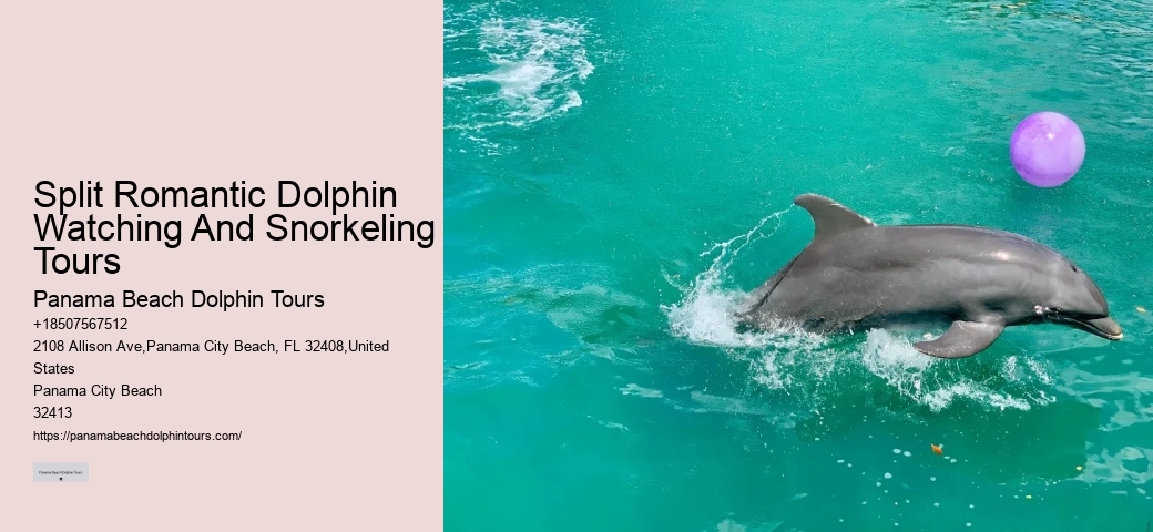 Dolphin And Snorkeling Tours Panama City Beach Fl