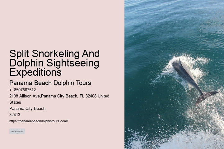 Premium Dolphin Encounter and Snorkeling Adventures