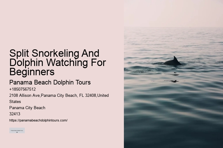 Personal Dolphin Safari and Snorkeling Adventures