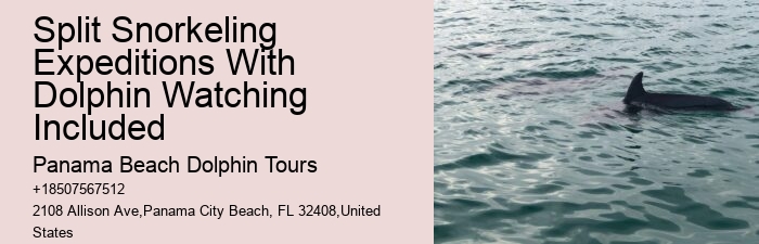 Panama City Beach Dolphin Boat Tour