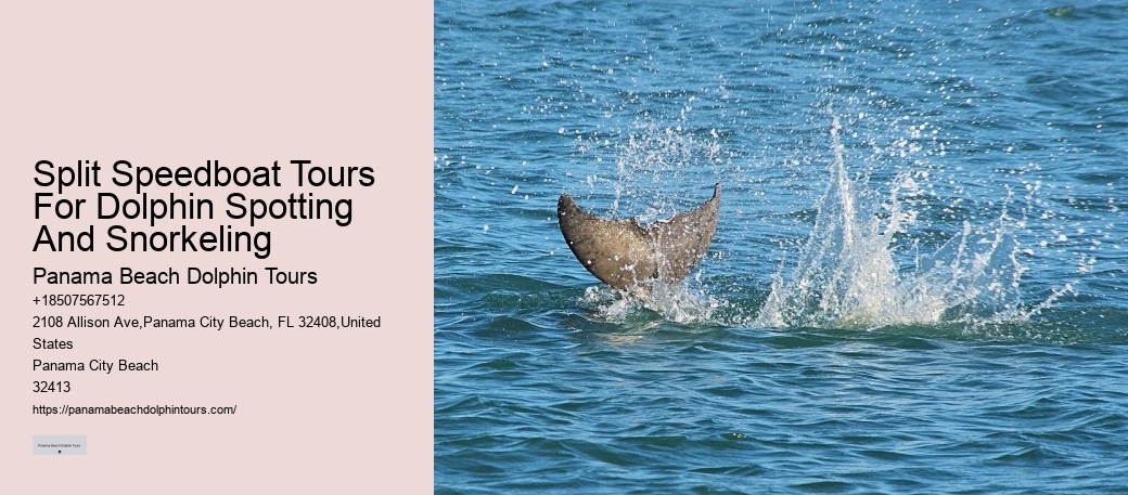 Panama City Beach Dolphin Tours & More Tours