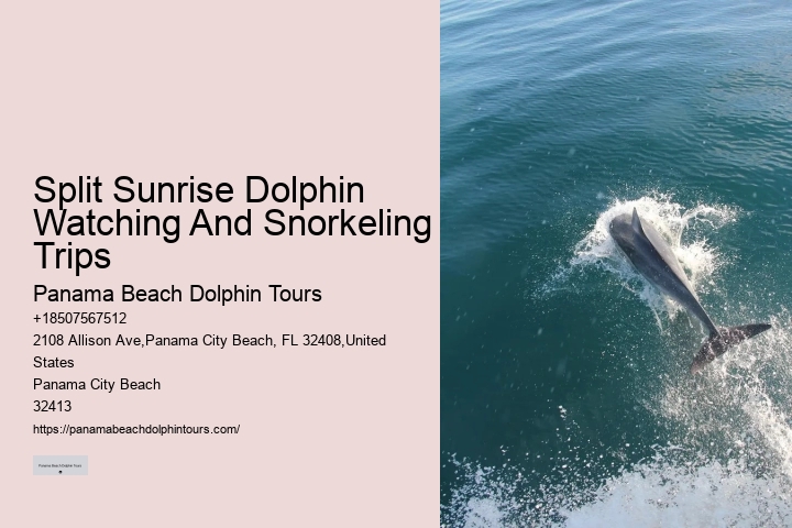 What Is The Best Time To See Dolphins From The Beach
