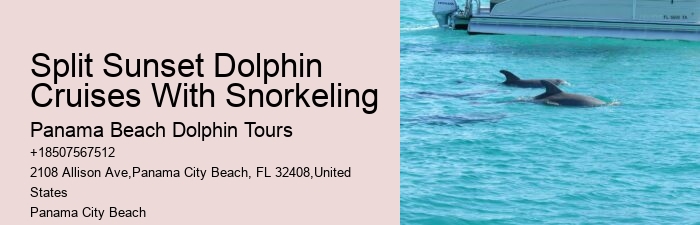 Custom Dolphin Spotting and Snorkeling
