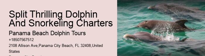 Intimate Dolphin Discovery with Snorkeling