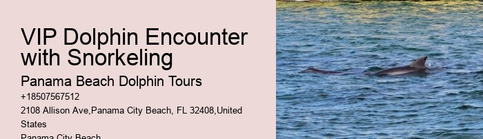 Split Luxury Yacht Charters For Dolphin And Snorkeling Tours