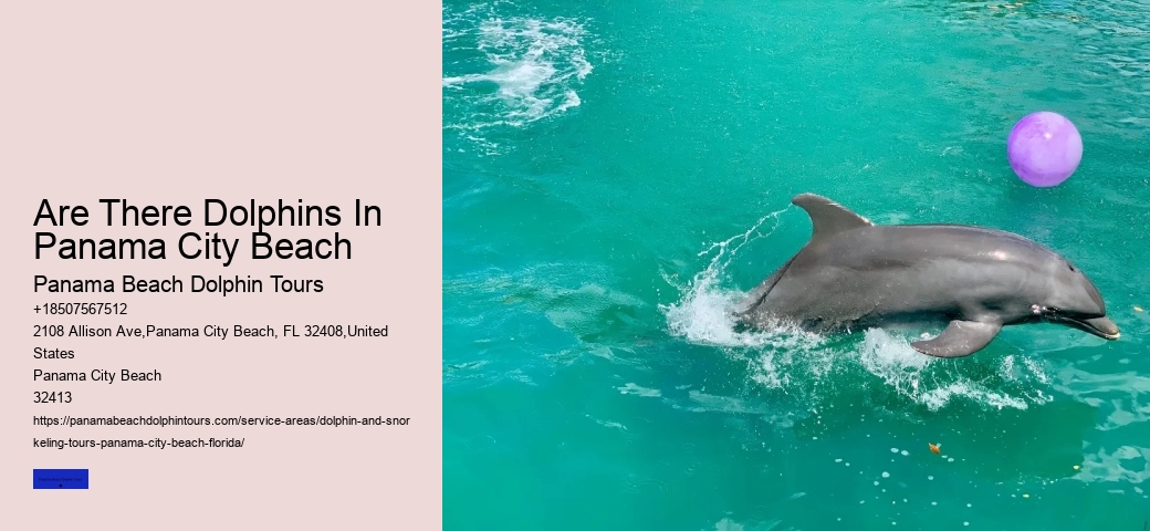 The Best Places In The World To See Wild Dolphins