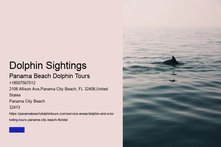 What Month Is Best For Dolphin Watching