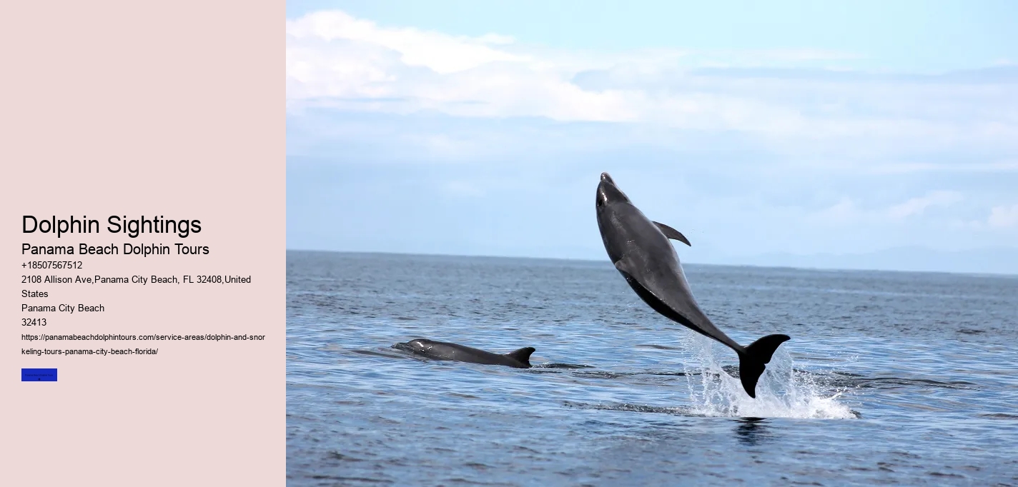 Bottle Nose Dolphin