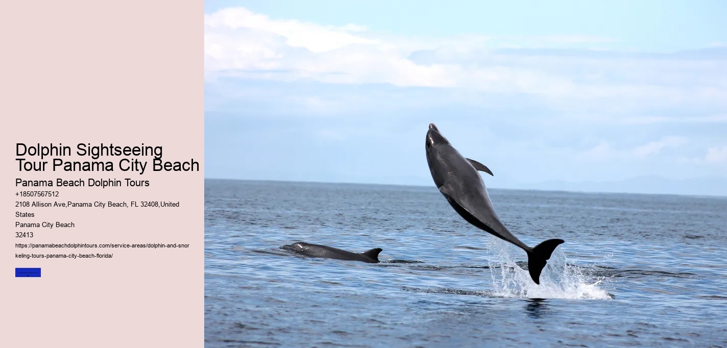 When Can You See Dolphins In Panama City Beach