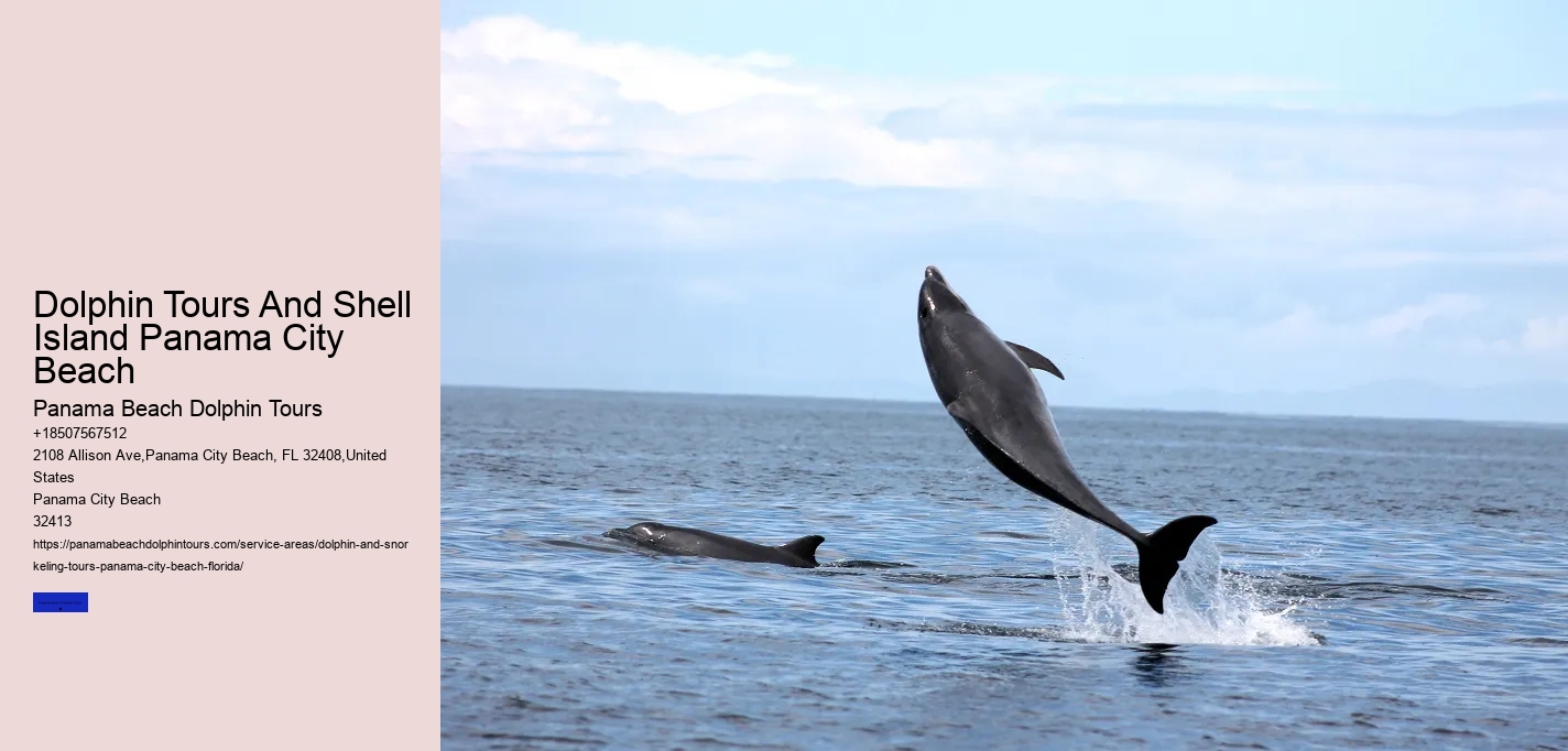 Which Beach Is Best For Dolphin
