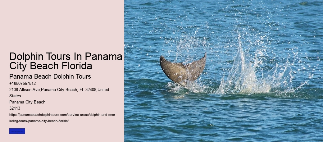 Can You Swim With Dolphins In Panama City Beach