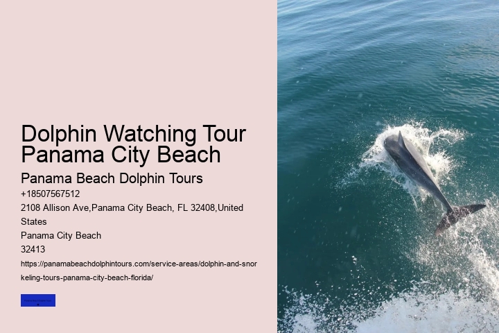 What Is The Best Month To See Dolphins In Florida