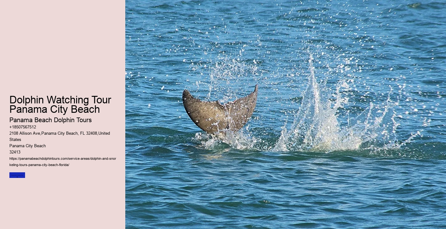 City Beach Dolphin Tours
