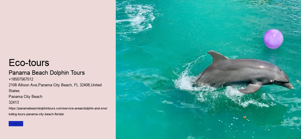 5 Tips For Swimming With Dolphins For The First Time