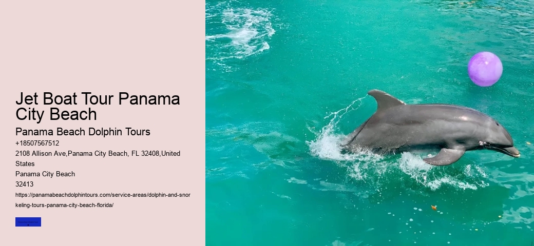 Dolphin Swim