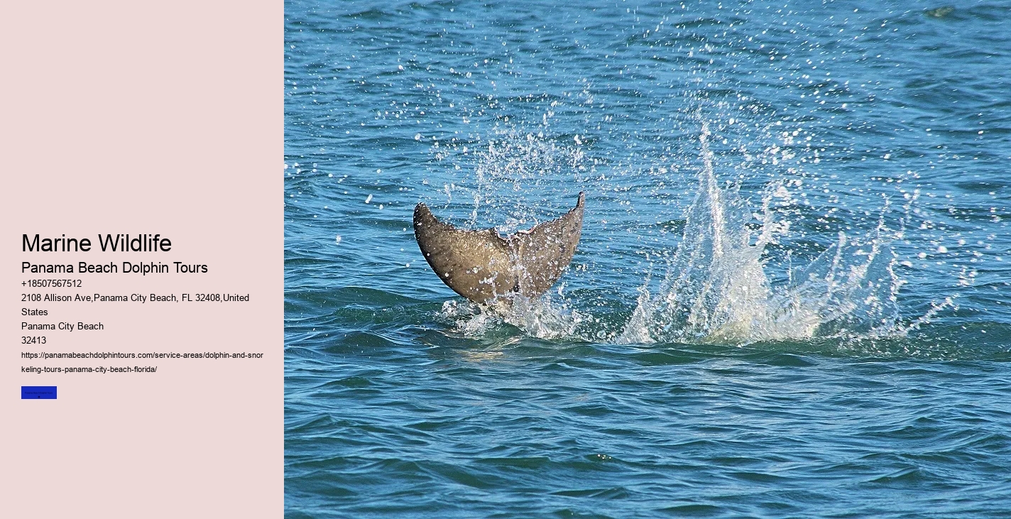 Glass Bottom Boat Tours Panama City Beach