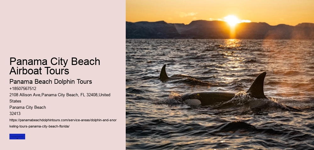 Why Do Dolphins Swim Around You