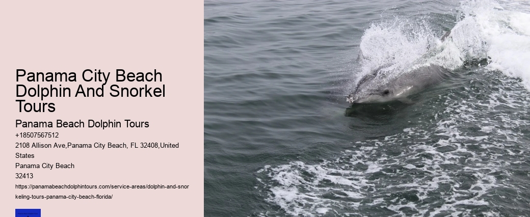 Dolphin Tours