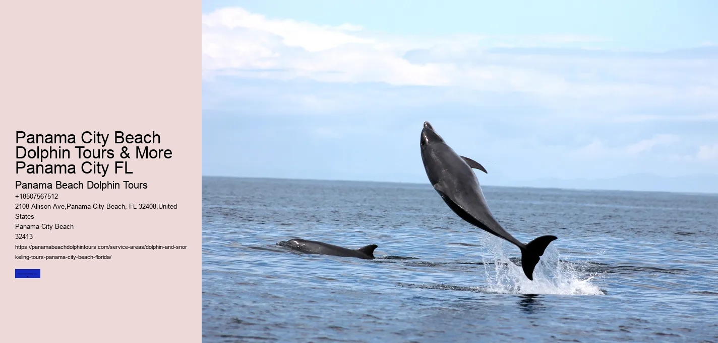 Swim With Panama City Resident Pod Of Wild Bottle-nosed Dolphins