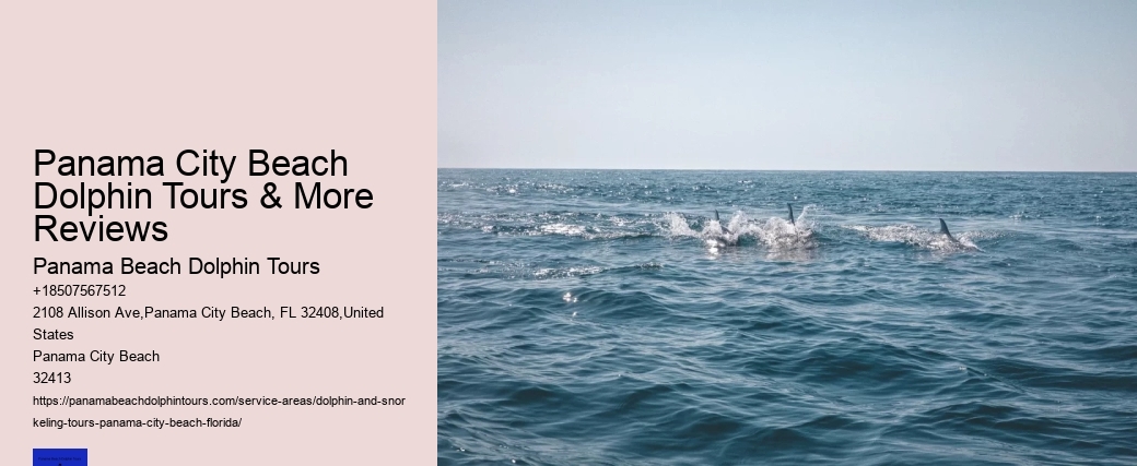 The Risks Of Swimming With Dolphins In The Wild