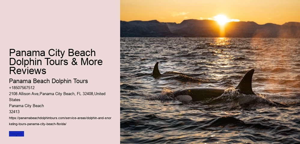 What Beach In Florida Has The Most Dolphins