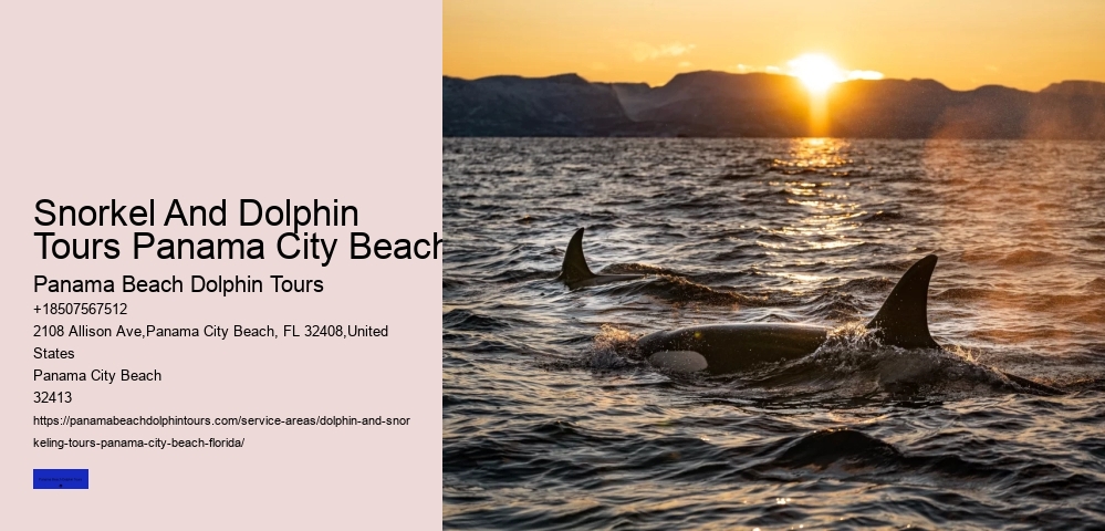 Affordable Dolphin