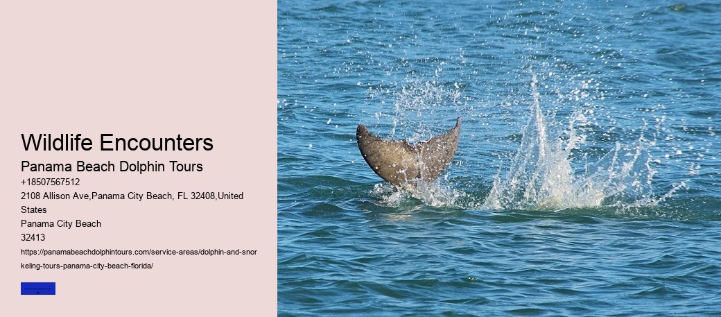 Best Places To See Wild Dolphins